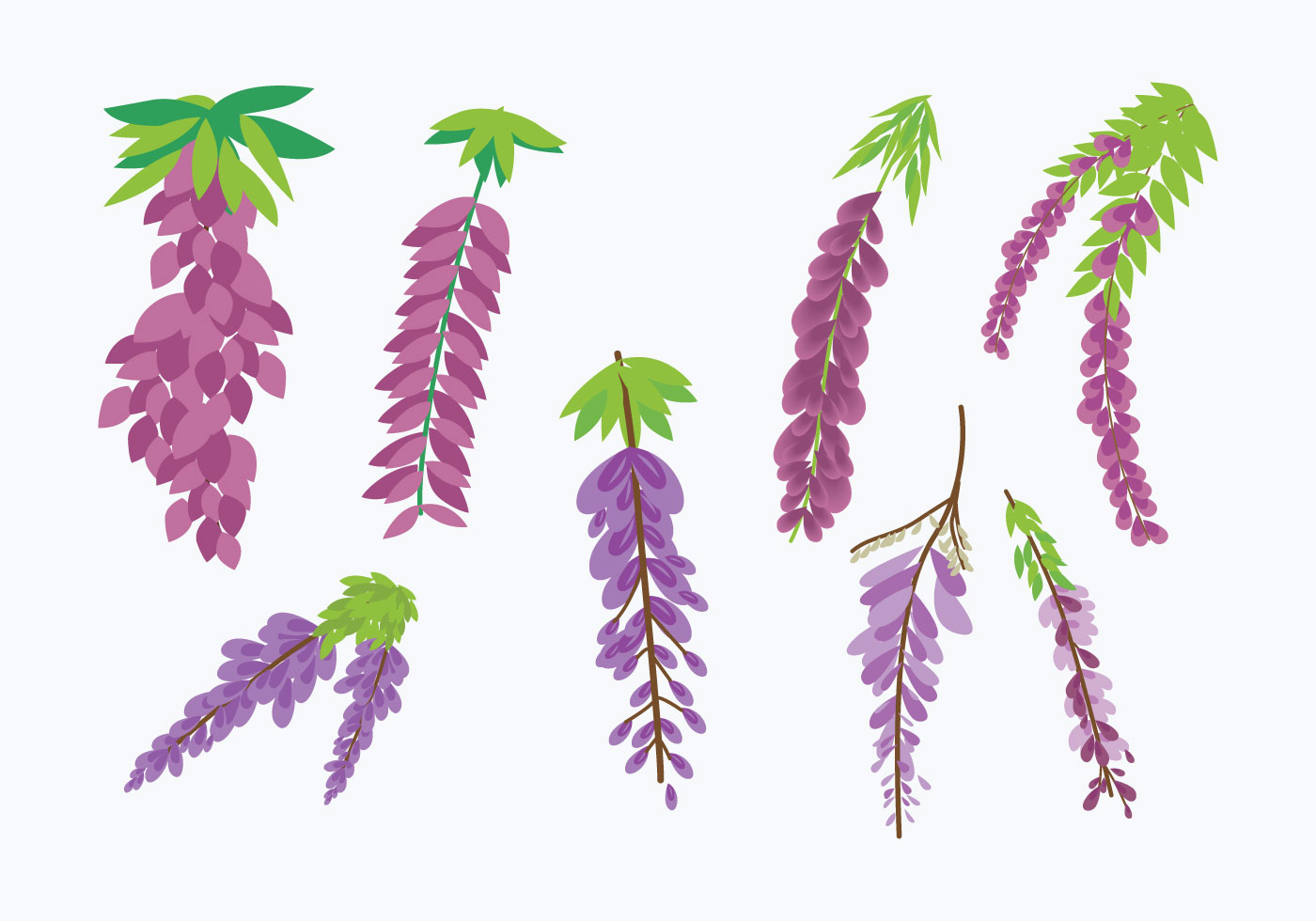 1400x980 Wisteria Vine Free Vector Art
