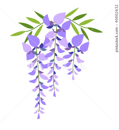 413x450 Wisteria Flowers