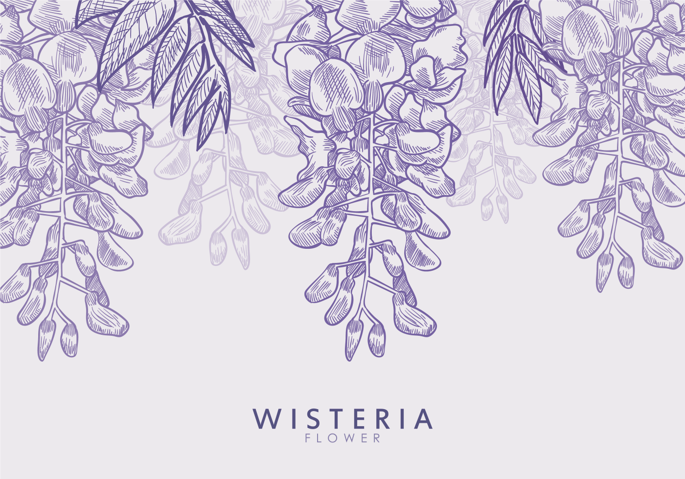 1400x980 Free Hand Drawn Wisteria Flower Vectors Flowers In Free