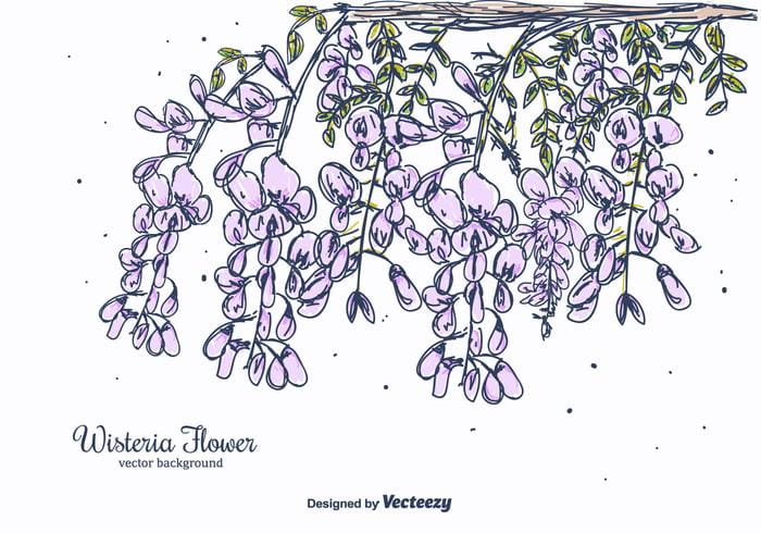 700x490 Hand Drawn Wisteria Flower Vector Background Free