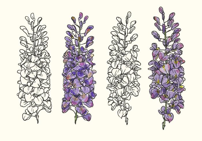 700x490 Hand Drawn Wisteria Flower Vector Illustration