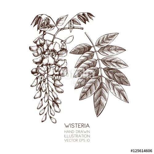 500x500 Hand Drawn Wisteria Flower Illustration Vector Wisteria Tree