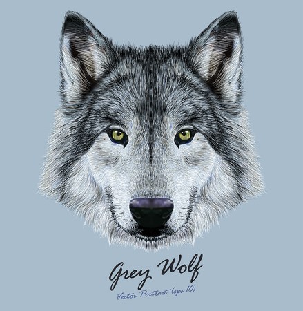 439x450 Vector Illustrative Portrait Of Wolf Beautiful Gazing Face