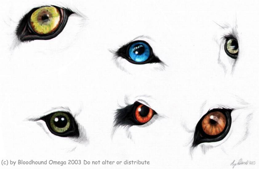 841x549 Wolf Eyes Clipart