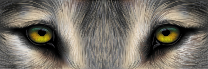 721x240 Black Wolf Eyes Photos, Royalty Free Images, Graphics, Vectors