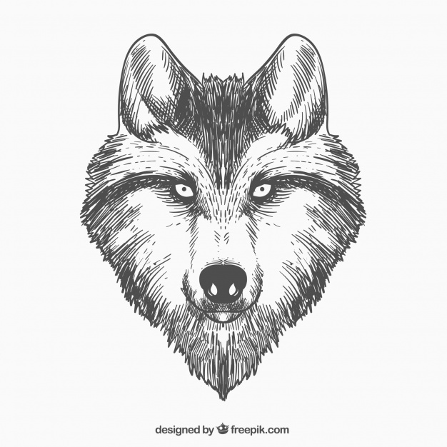 Hand Drawn Wolf Face Vector Free Download 626x626 Hand Drawn Wolf Face Vector Free Download