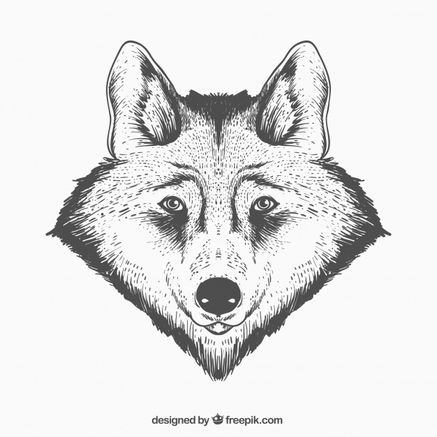 Realistic Wolf Face Vector Free Download 626x626 Realistic Wolf Face Vector Free Download