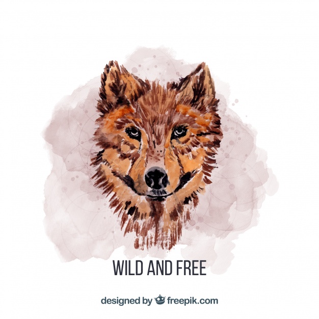 Watercolor Wolf's Face Vector Free Download 626x626 Watercolor Wolf's Face Vector Free Download