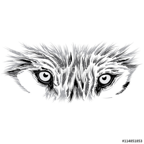 Beautiful Wolf Face Vector Illustration Stock Image And Royalty 500x500 Beautiful Wolf Face Vector Illustration Stock Image And Royalty