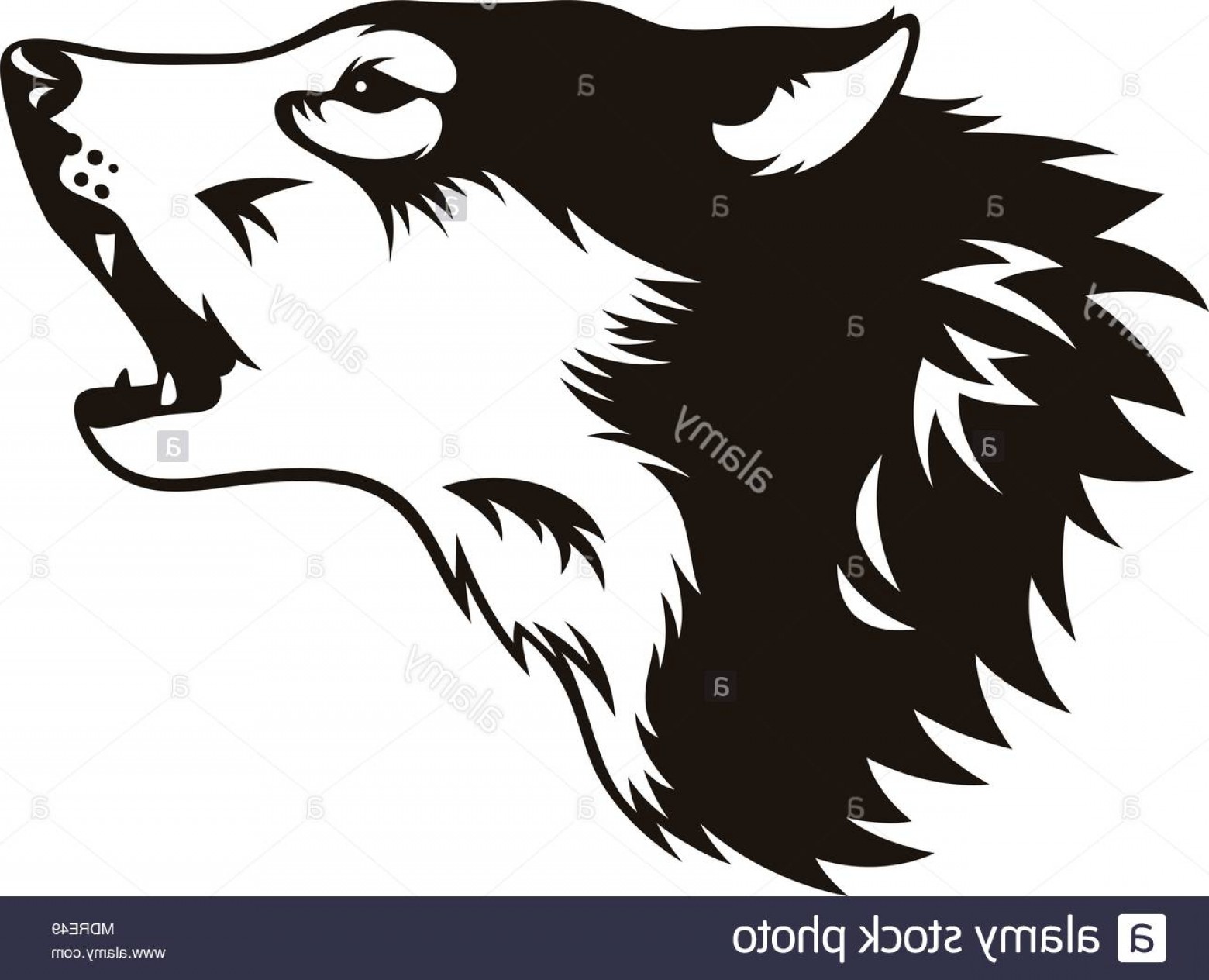 Stylised Head Of Wolf Isolated On White This Vector Illustration 1560x1264 Stylised Head Of Wolf Isolated On White This Vector Illustration