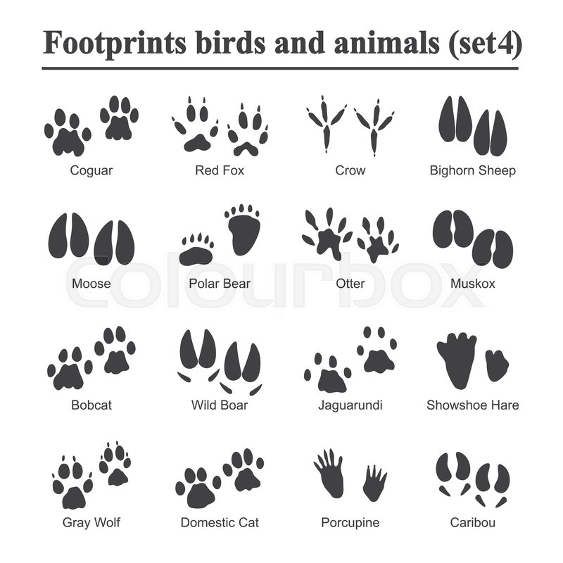 800x800 Wildlife Animals And Birds Footprint, Stock Vector Colourbox