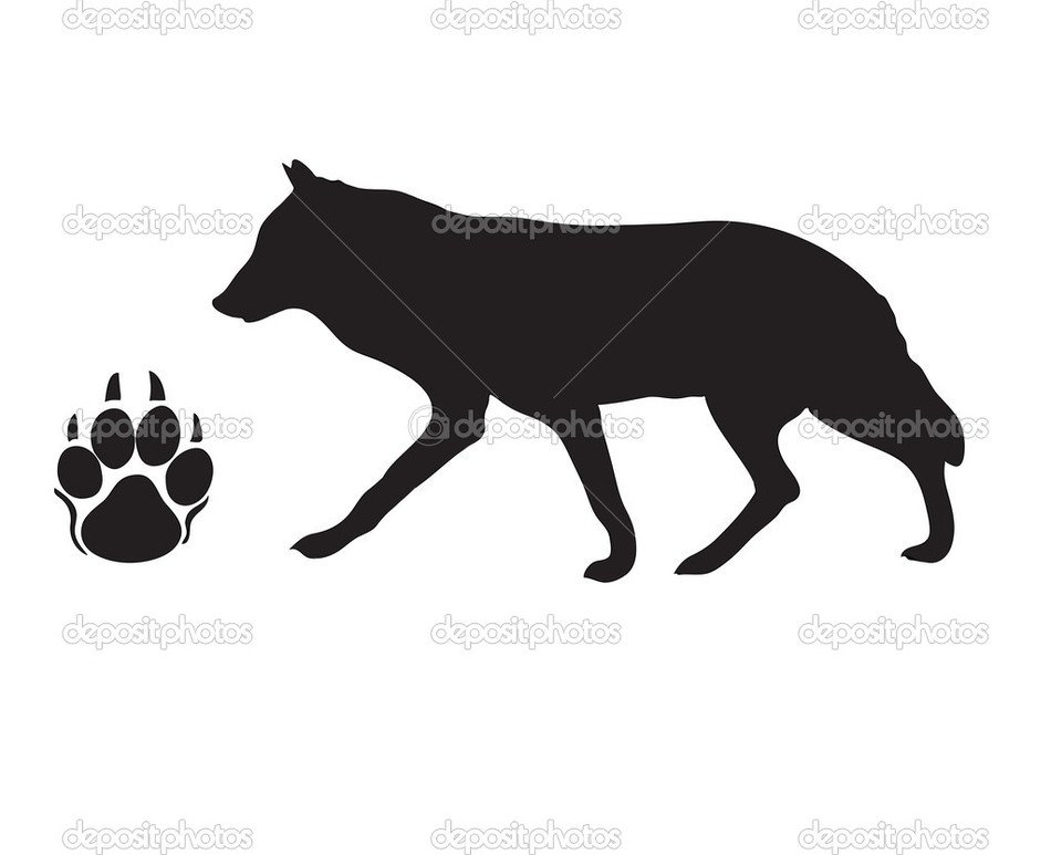 950x773 Black Silhouette Of A Wolf With Paw Print Stock Vector Dark