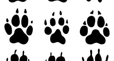 Best Fake Us Coins Vector Photos Vector Images Design 367x195 Best Fake Us Coins Vector Photos Vector Images Design