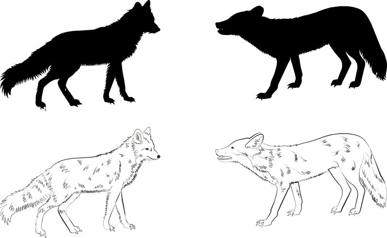 Wolf Silhouette 796x490 Wolf Silhouette