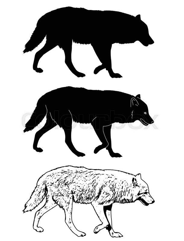 Wolf Silhouette And Sketch Stock Vector Colourbox 611x800 Wolf Silhouette And Sketch Stock Vector Colourbox