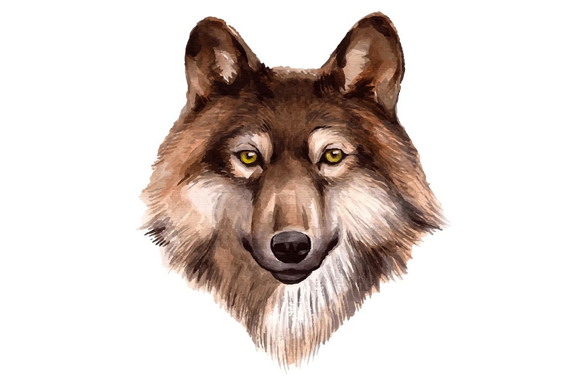 1158x772 Watercolor Forest Wolf Vector
