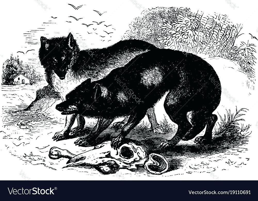 1000x780 Vintage Wolf Custom Motors Club T Shirt Vector Logo On Light