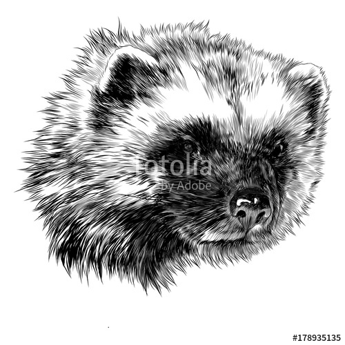Download Wolverine Animal Vector at Vectorified.com | Collection of Wolverine Animal Vector free for ...