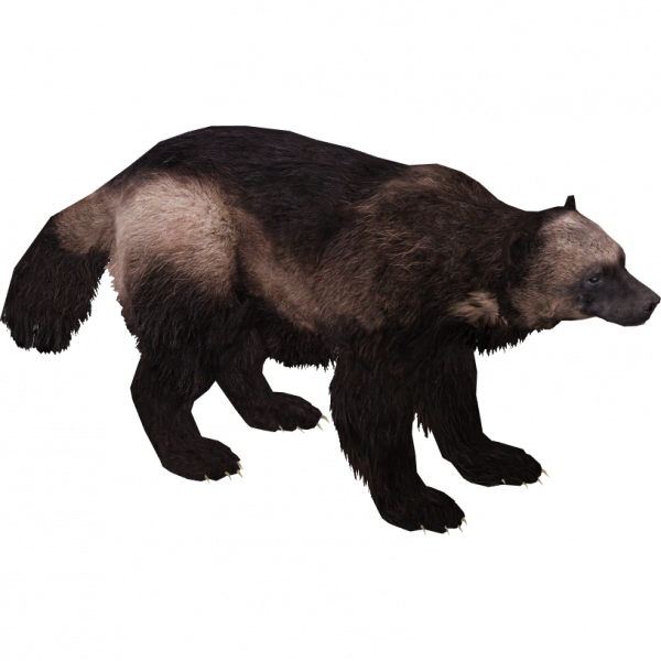 Download Wolverine Animal Vector at Vectorified.com | Collection of Wolverine Animal Vector free for ...