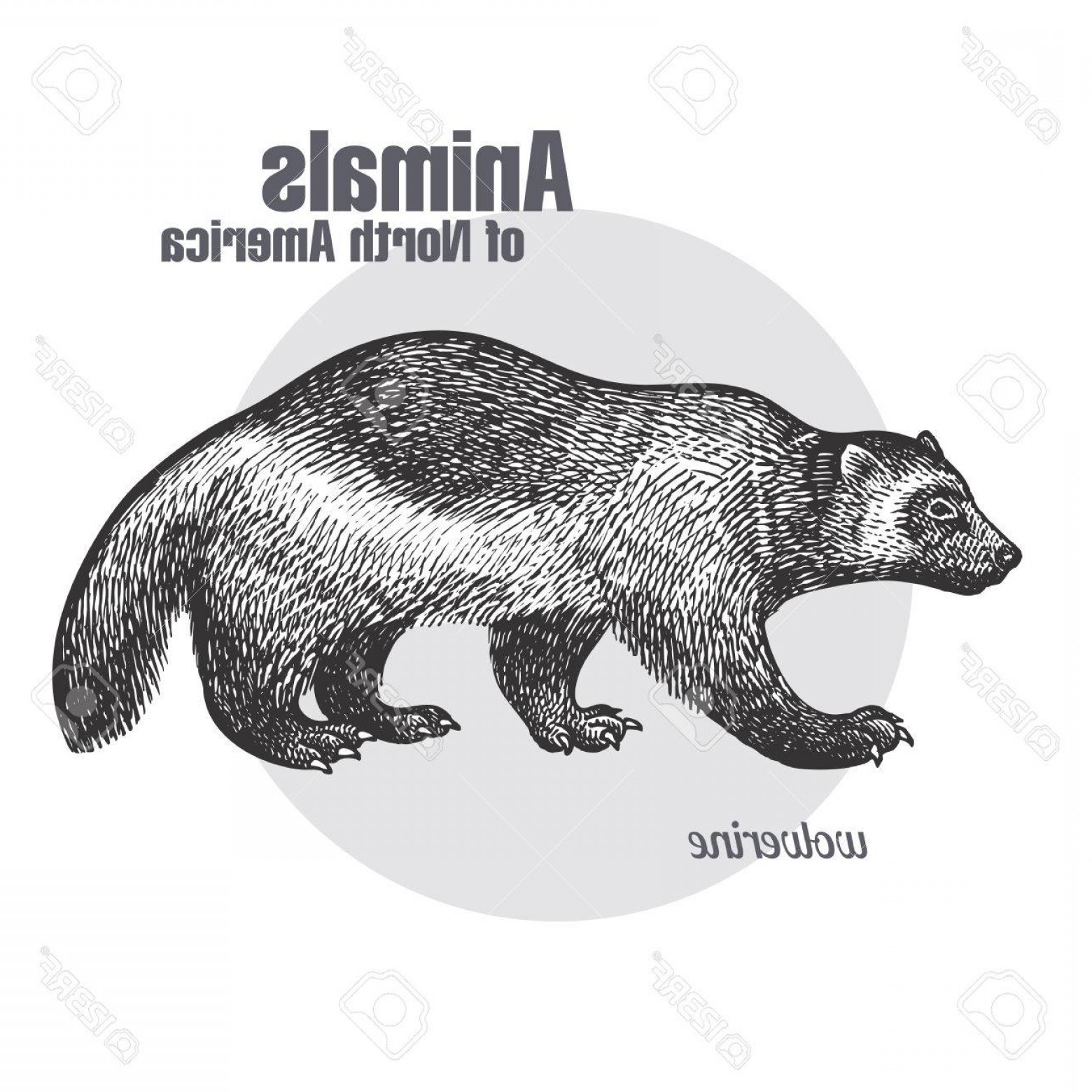 Download Wolverine Animal Vector at Vectorified.com | Collection of ...