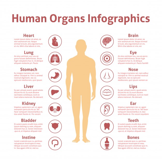 Woman Body Shape Vector