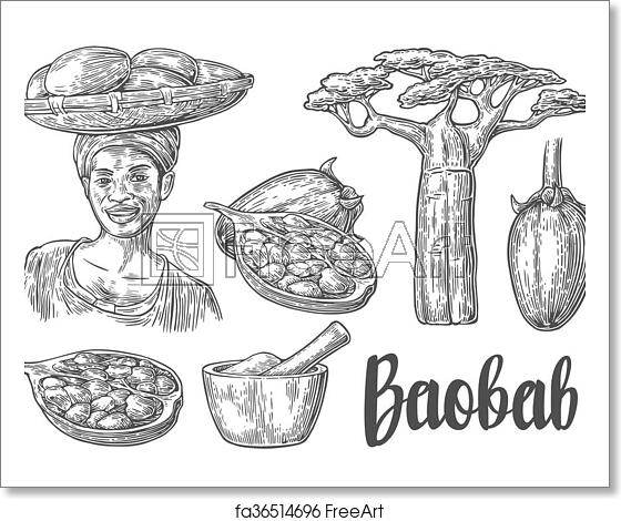 560x470 Free Art Print Of Baobab Fruit, Tree And Seeds Mortar And Pestle