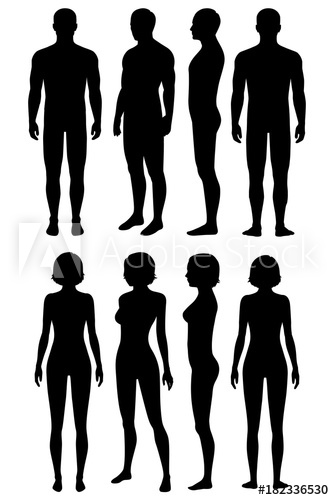 Human Body Anatomy, Front, Back, Side View, Vector Woman And Man 334x500 Human Body Anatomy, Front, Back, Side View, Vector Woman And Man