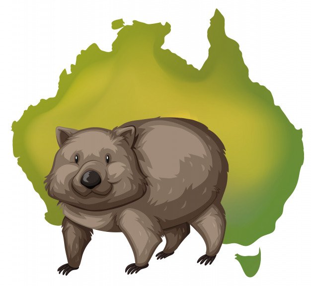 626x576 Wombat Vectors, Photos And Free Download