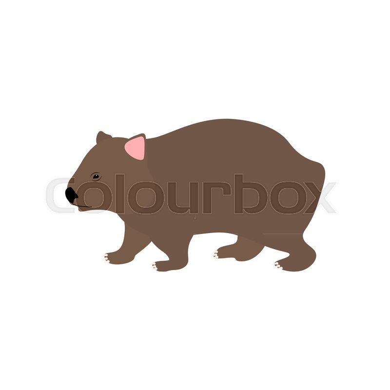 800x800 Wombat Illustration On The White Stock Vector Colourbox