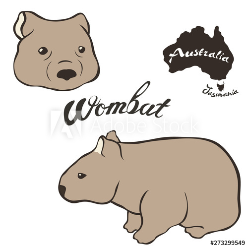 500x500 Wombat Vector Image Isolated On White Background Wombat In Full