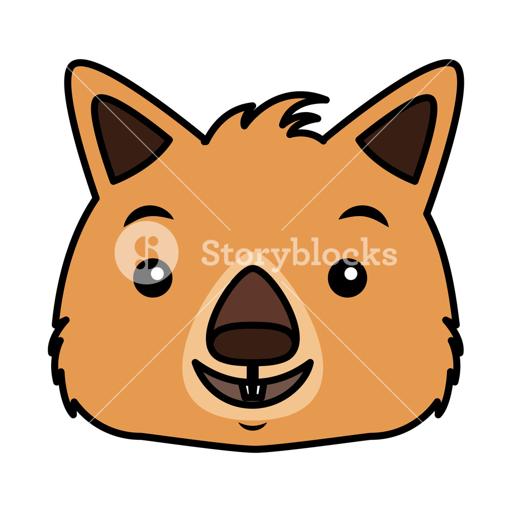 1000x1000 Wombat Face Australian Wildlife White Background Vector