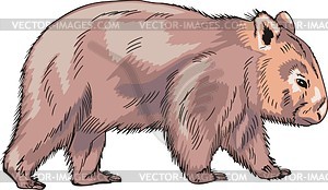 300x174 Wombat