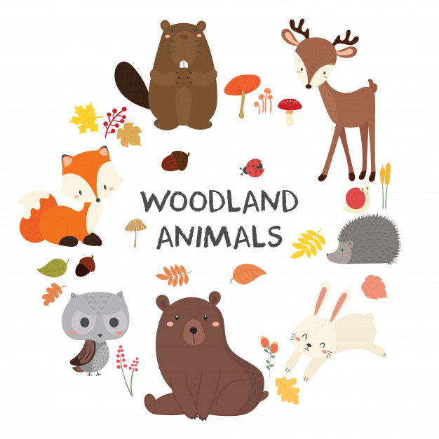 Set Of Cute Illustration Of Woodland Animals Vector Premium 626x626 Set Of Cute Illustration Of Woodland Animals Vector Premium