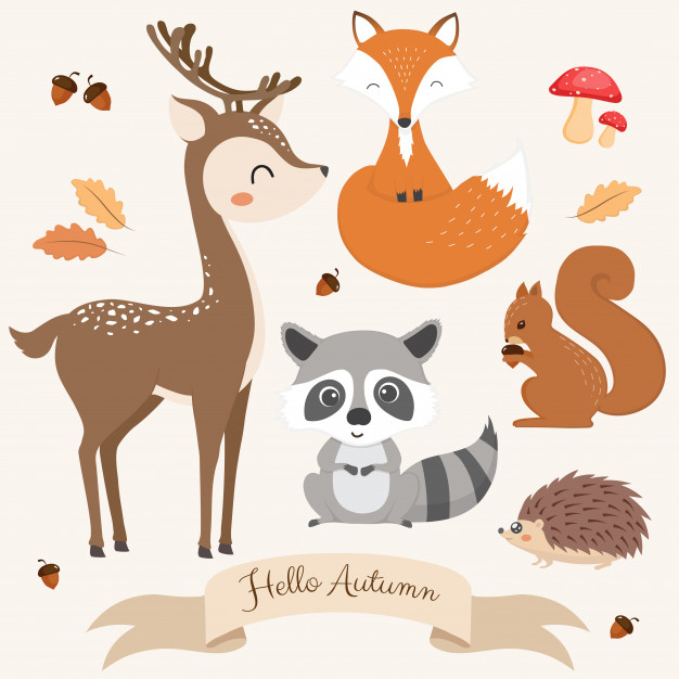 Set Of Cute Woodland Animals Vector Premium Download 626x626 Set Of Cute Woodland Animals Vector Premium Download