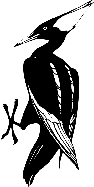 300x598 Woodpecker Clip Art