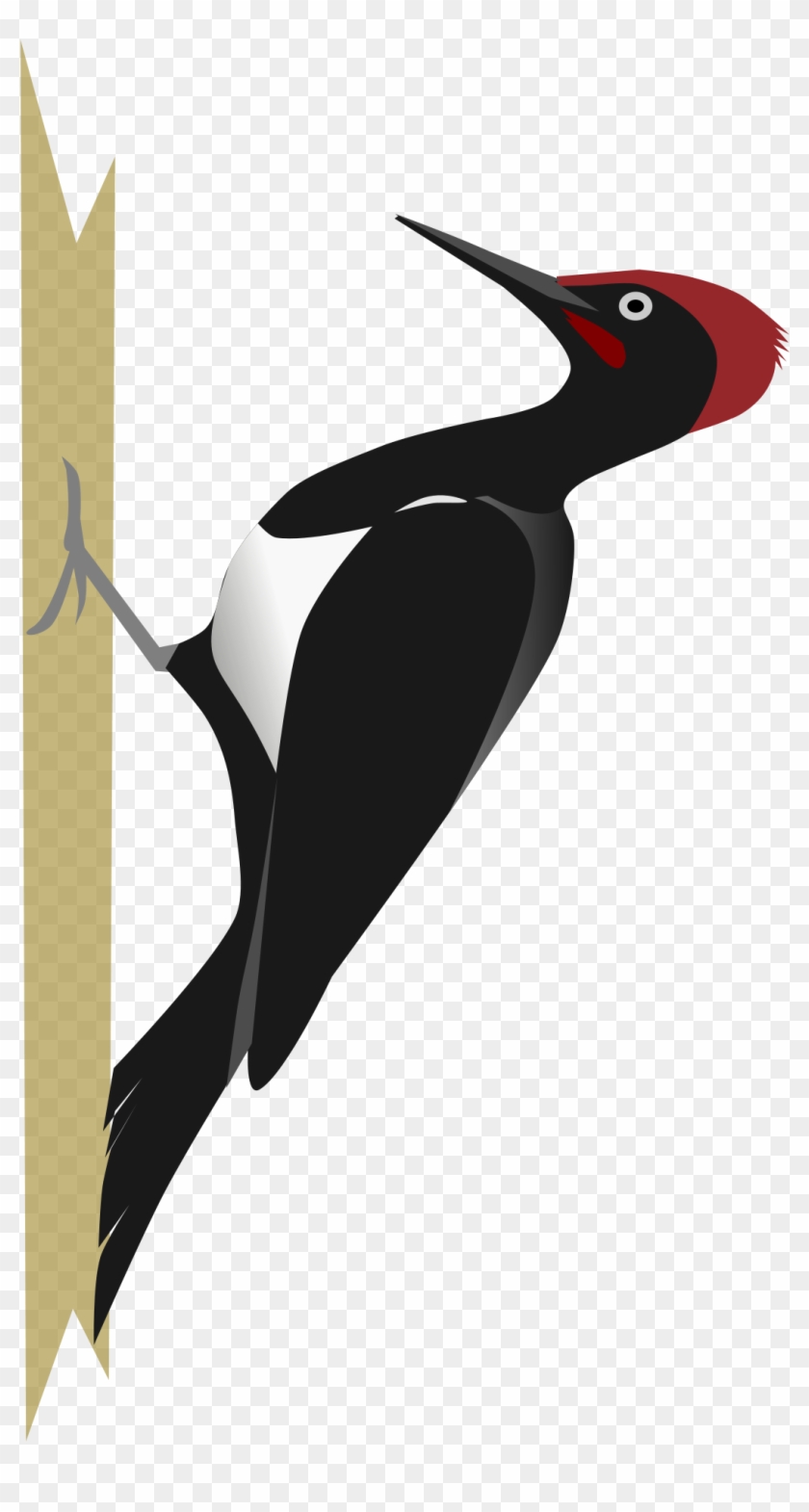 840x1570 Woodpecker Png