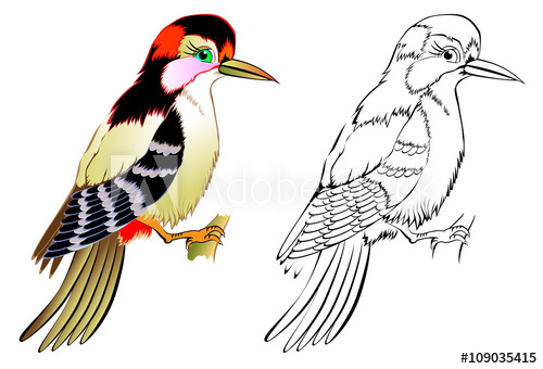 500x340 Colorful And Black And White Pattern Woodpecker, Vector Cartoon
