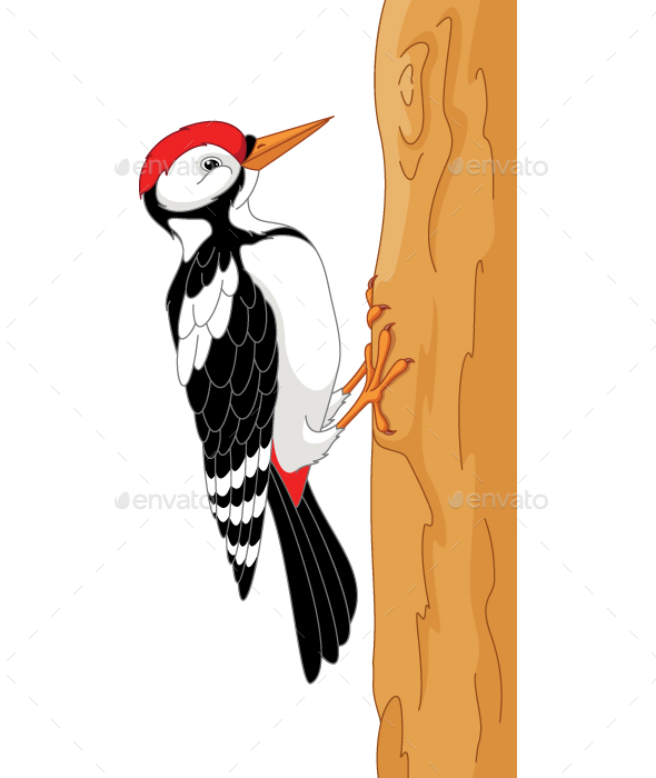 590x700 Woodpecker Vector Vectors From Graphicriver