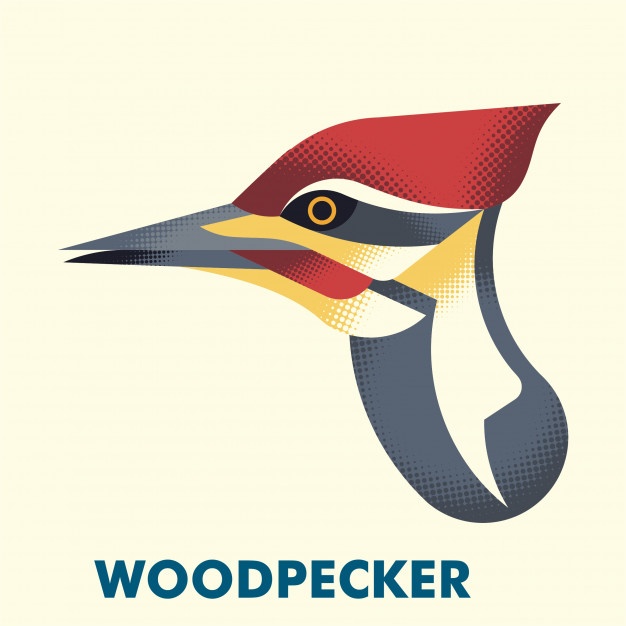 626x626 Woodpecker Vectors, Photos And Free Download