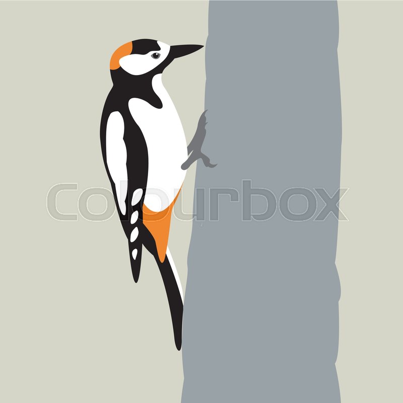 800x800 Woodpecker Vector Illustration Style Stock Vector Colourbox