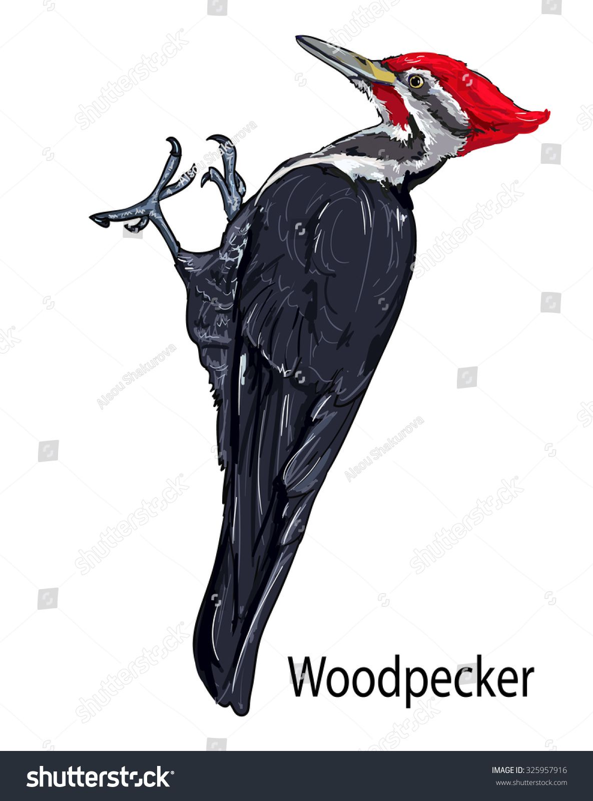 1185x1600 Vector Illustration Isolated Birds Birds Flying, Animals, Bird