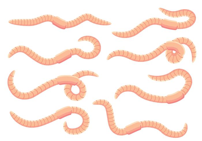 700x490 Earthworm Vectors