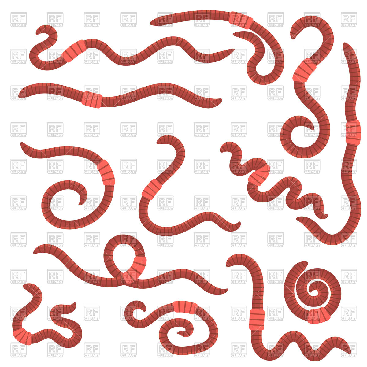 1200x1200 Red Worms For Fishing Isolated On White Background Vector Image