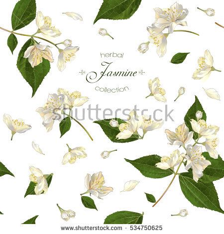 450x470 Vector Seamless Pattern With Jasmine Flowers On White Design
