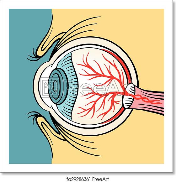 561x581 Free Art Print Of Eyeball X Ray Eyeball X Ray Vector Cartoon