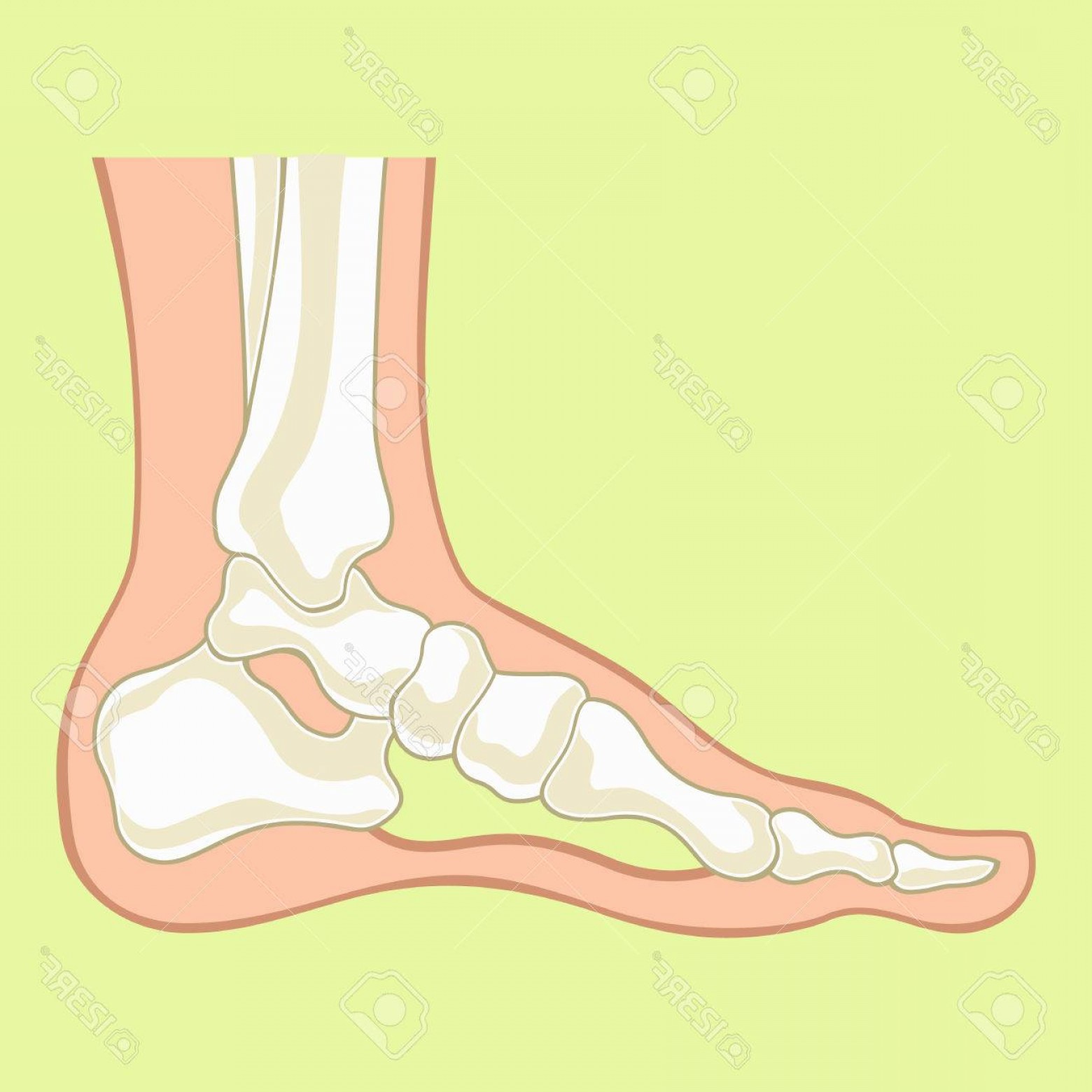 1560x1560 Photostock Vector Foot X Ray Vector Flat Illustration Hoodamathrun