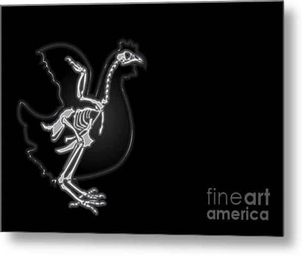 600x507 X Ray Vector Chicken Digital Art