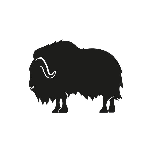 612x612 Free Collection Of Yak Clipart Musk Ox Download Transparent Clip