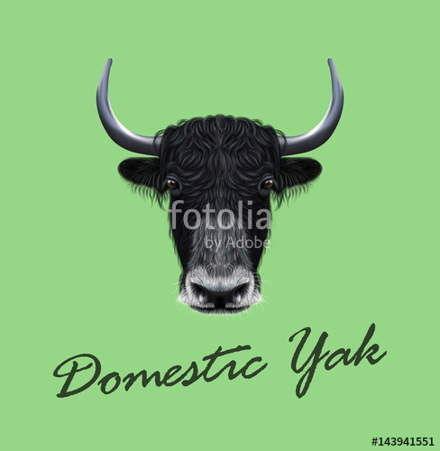 488x500 Vector Illustrated Portrait Of Domestic Yak Stock Image