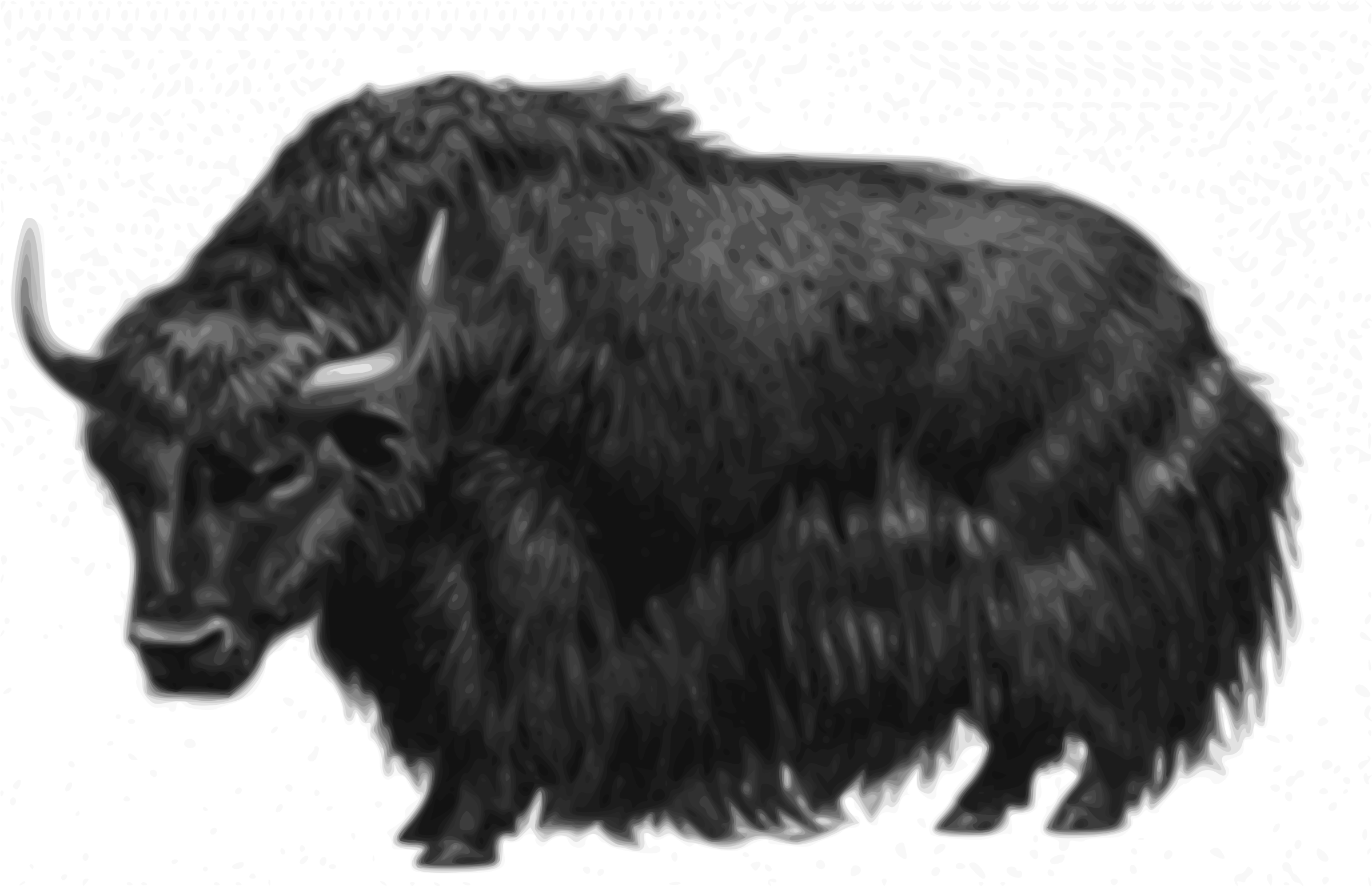 2400x1550 Bull Yak Vector Clipart Image
